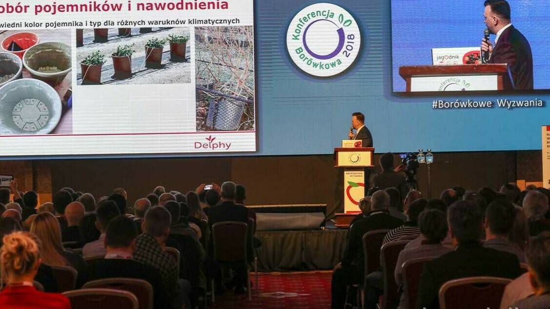 Arandanos 1|Arandanos 2|Arandanos 3